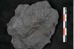 Foto (Detailansicht) von Callipteris sp.  (NHMW-GEO-2024-0188-10920)